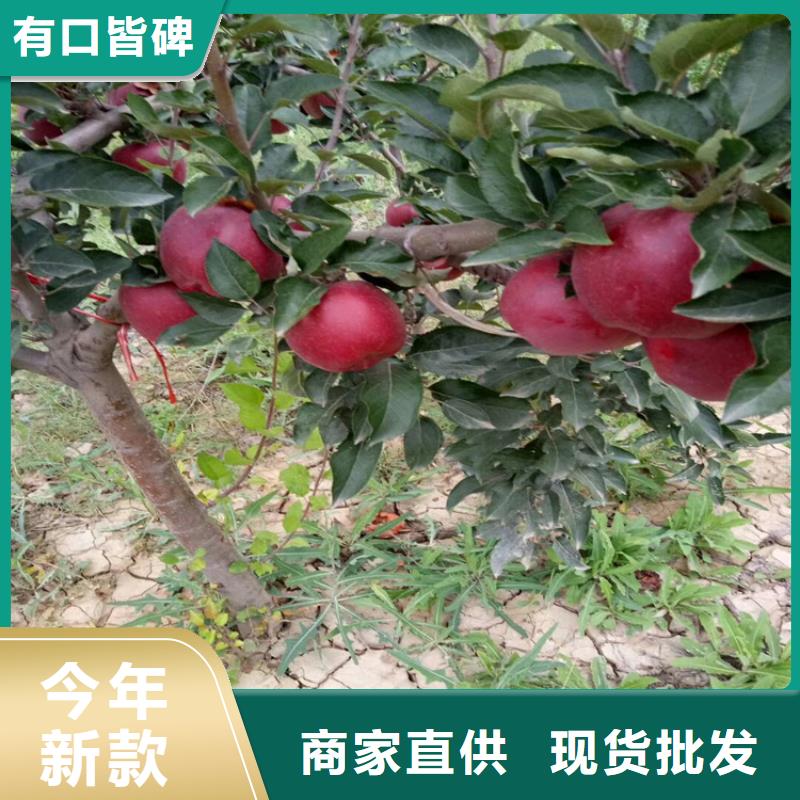 石榴_杏树苗用心制造