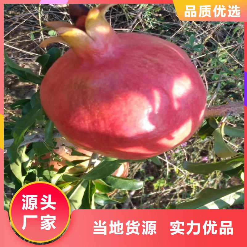 石榴石榴树苗价格公道合理