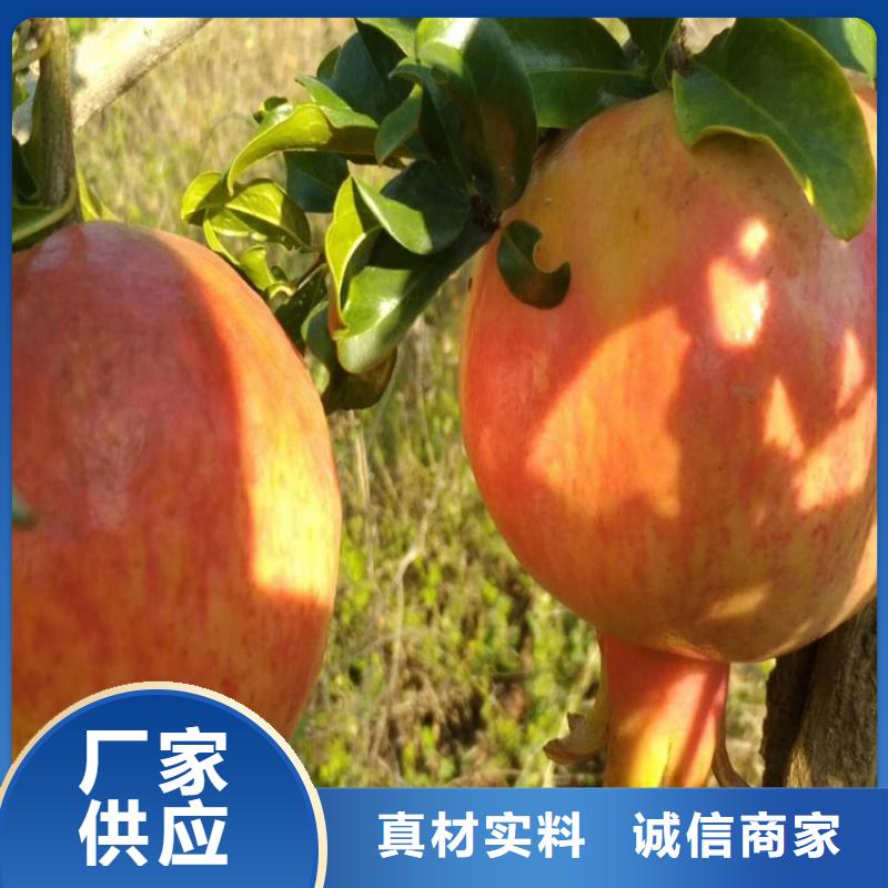 石榴_桃树苗优选好材铸造好品质
