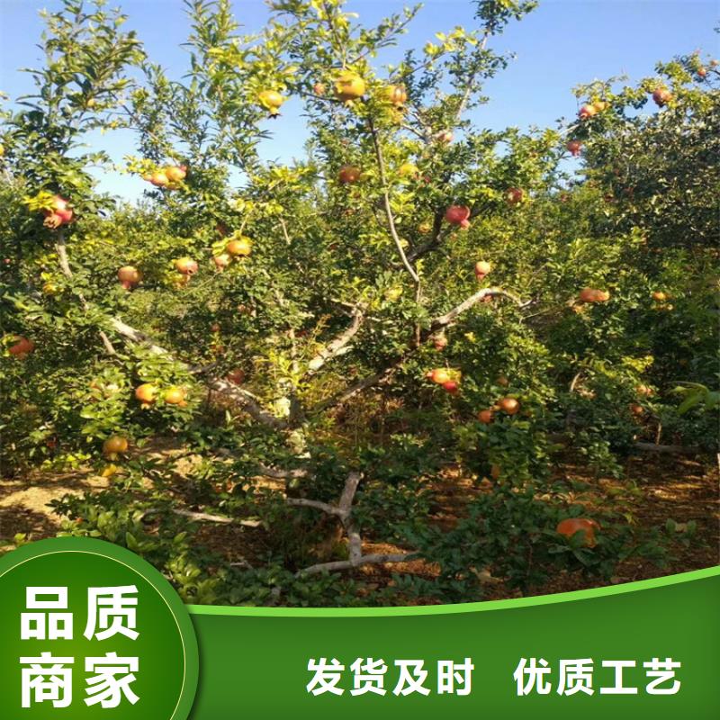 【石榴】梨树苗用心做产品