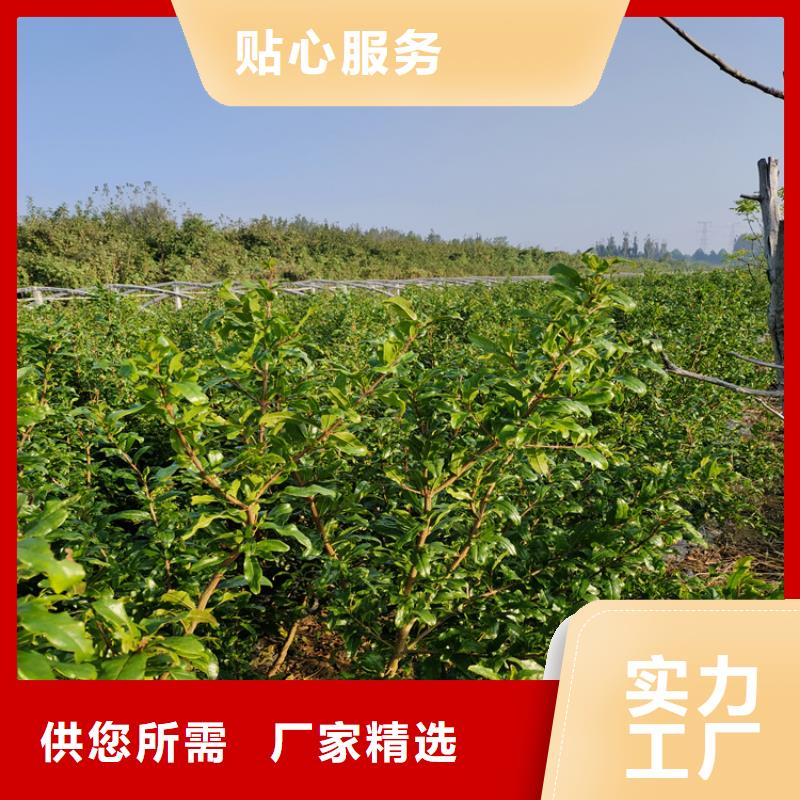 石榴葡萄苗实力大厂家