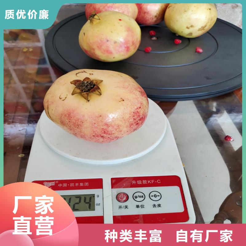 石榴石榴树追求细节品质