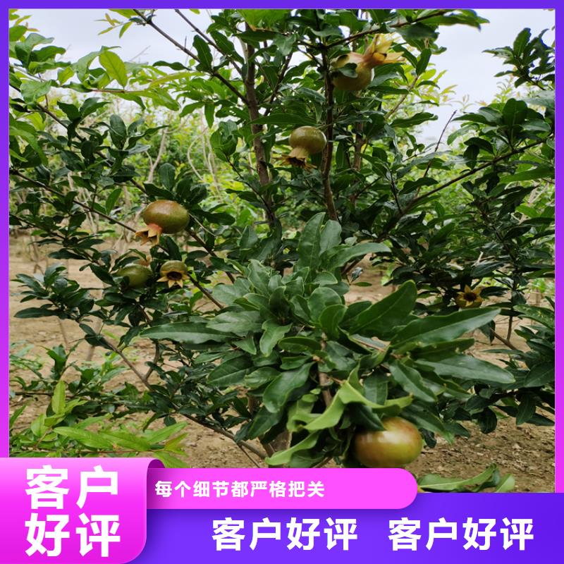 石榴樱桃苗拒绝伪劣产品