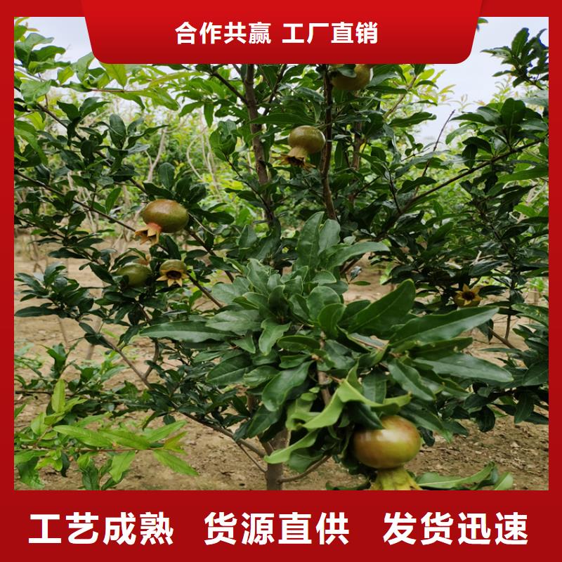 石榴-西瓜番石榴苗品质优选