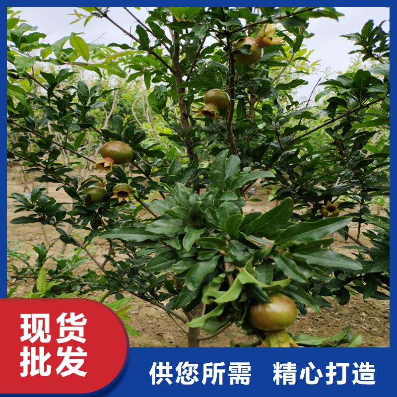 石榴【樱桃苗】现货充足
