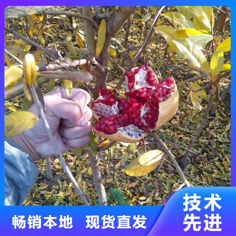 石榴花椒苗工期短发货快