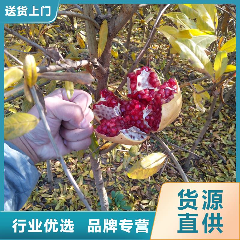 石榴梨树苗多种优势放心选择