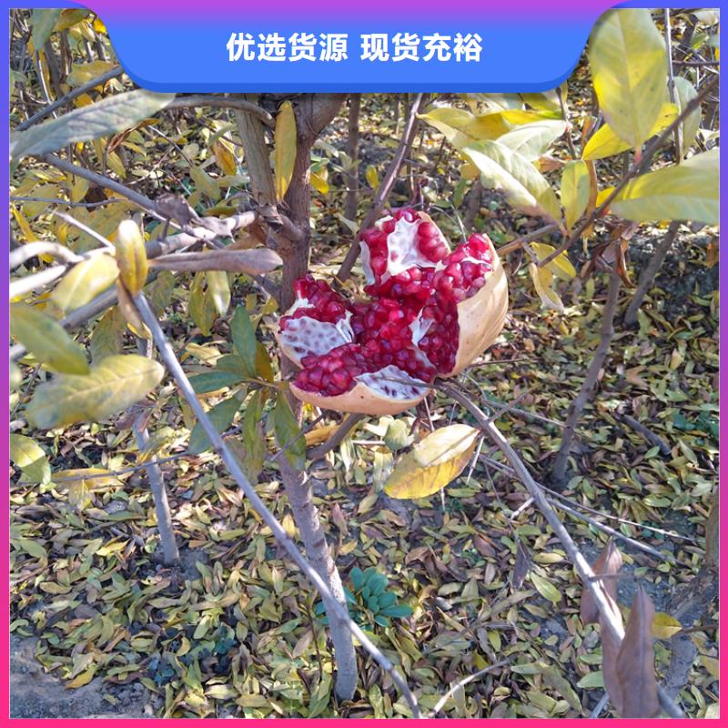 石榴_桃树苗量大更优惠