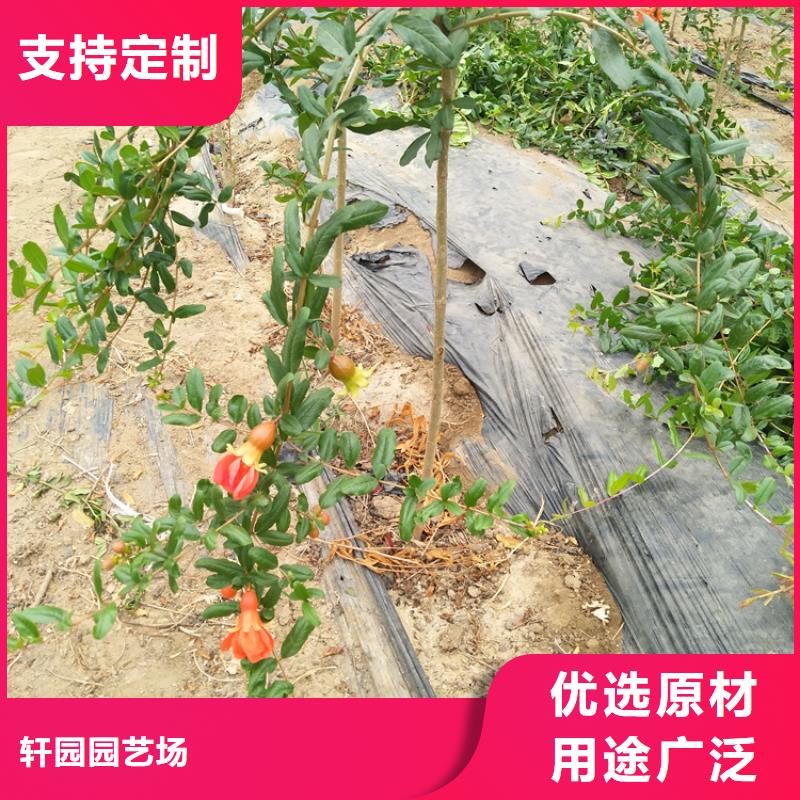 石榴_桃树苗量大更优惠