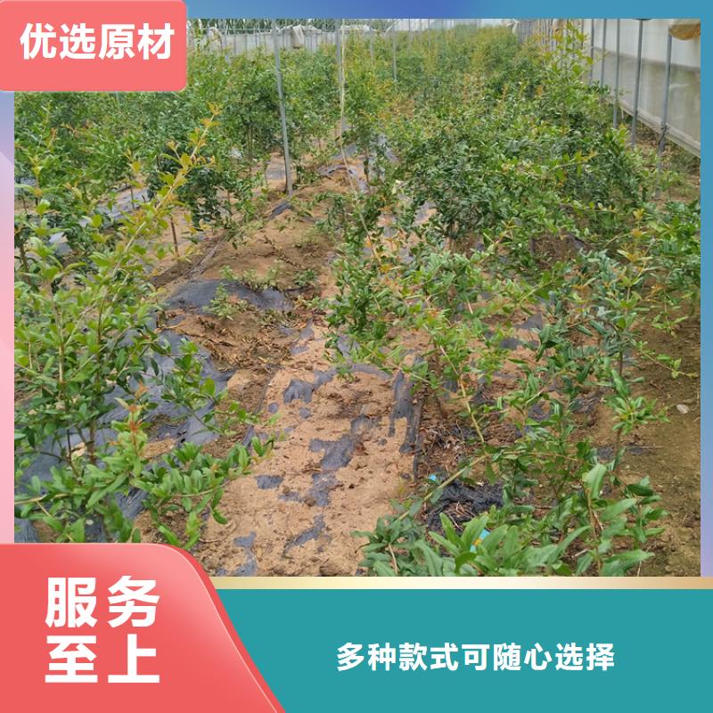 石榴,樱桃苗实力才是硬道理