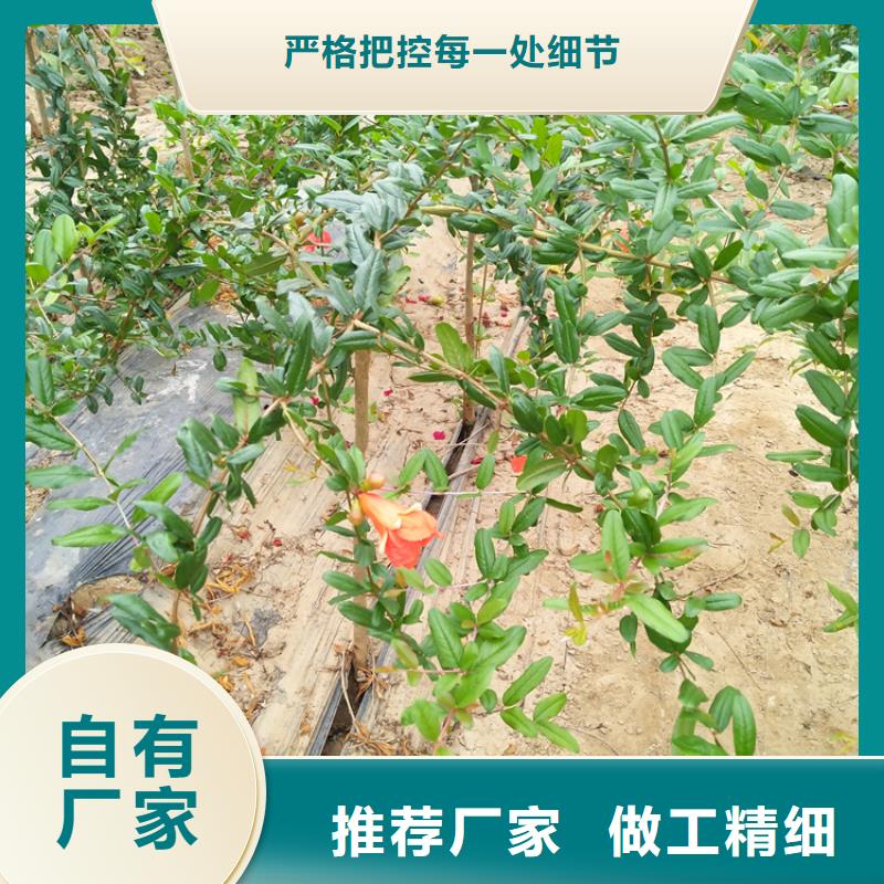 【石榴】樱桃苗工厂批发