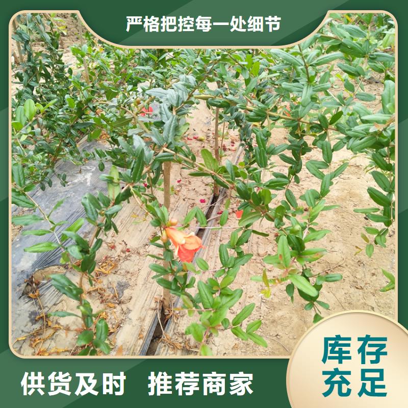 【石榴】黄瓜苗高标准高品质