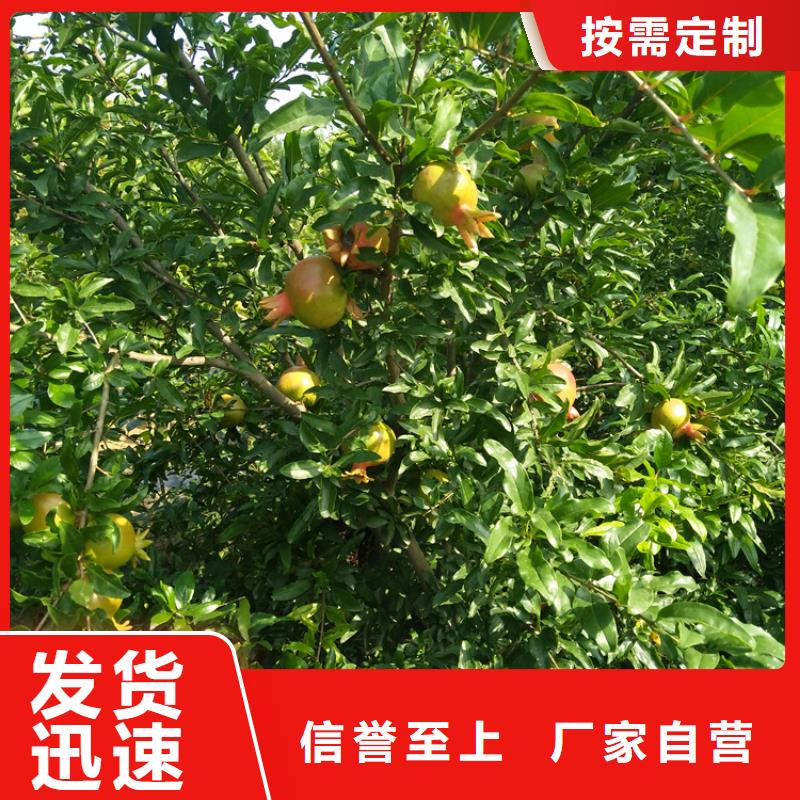 石榴桃树苗一致好评产品