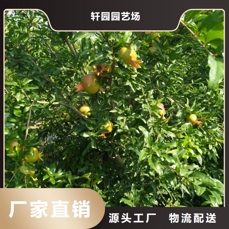 【石榴】苹果苗注重细节