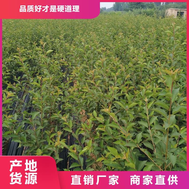 石榴西瓜苗物美价优
