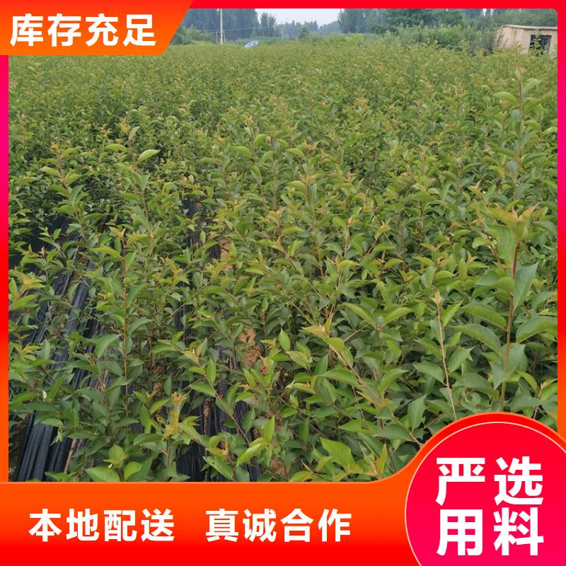 石榴,樱桃苗源头直供