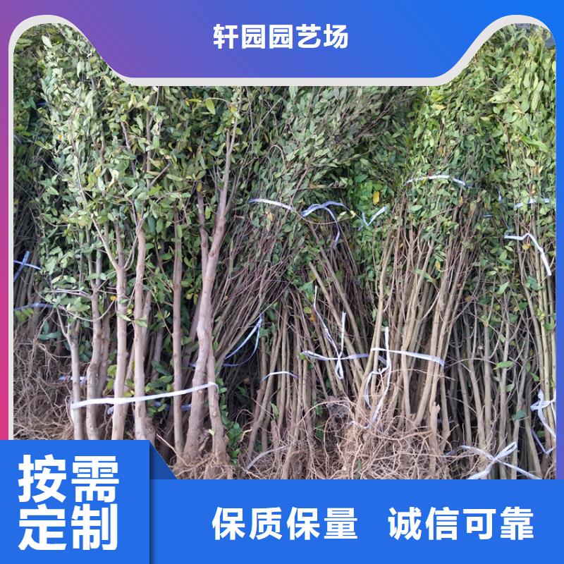 石榴_杏树苗用心制造