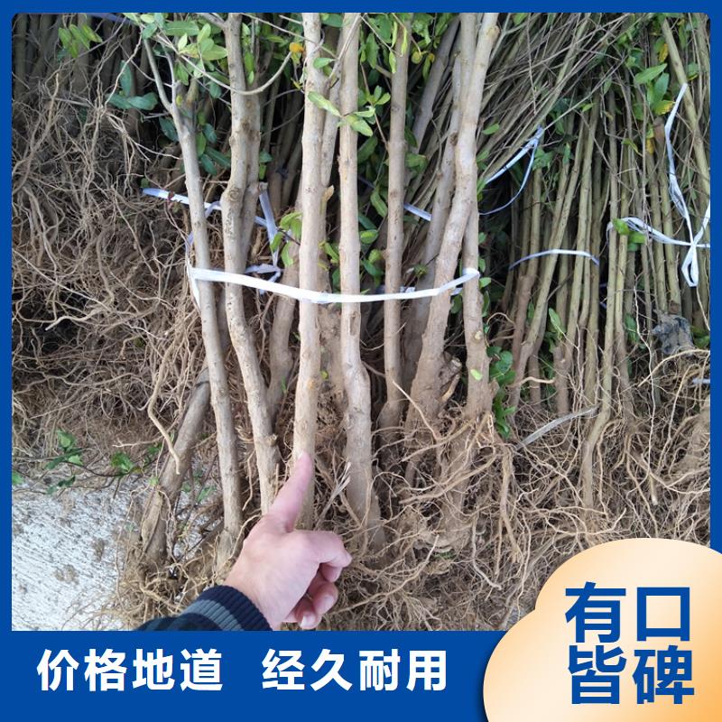 【石榴樱桃苗大厂生产品质】