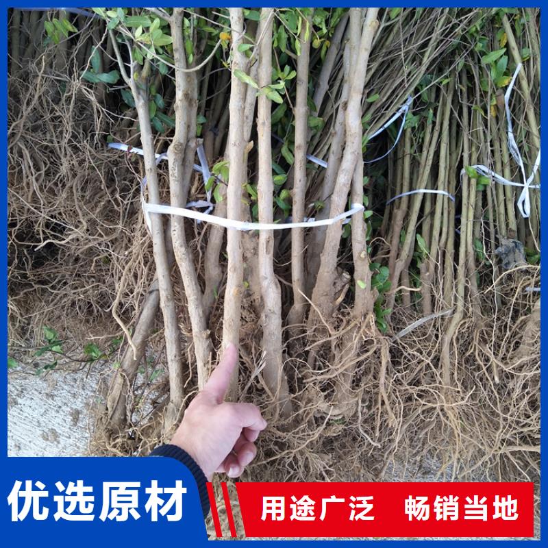 石榴_桃树苗优选好材铸造好品质