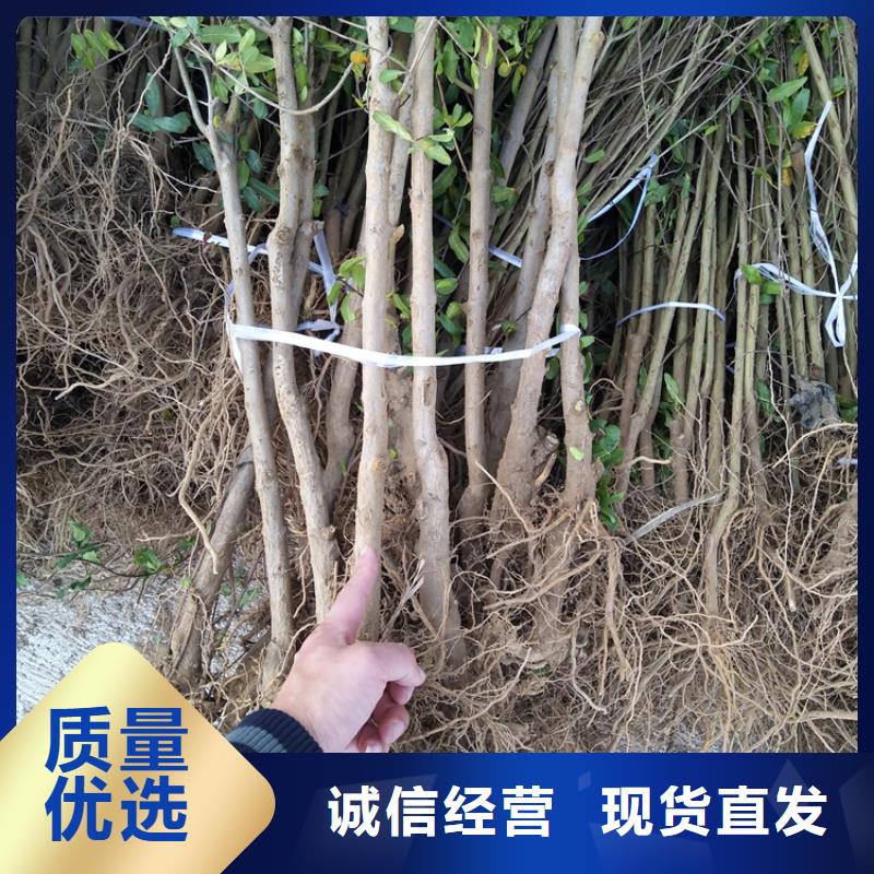 石榴花椒苗工期短发货快
