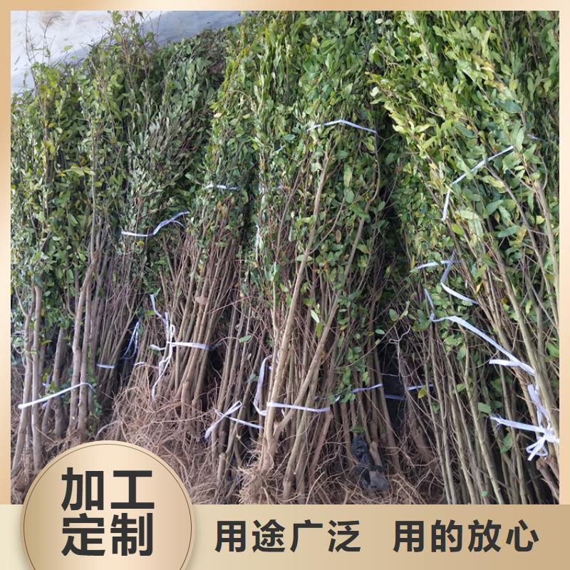 石榴桃树苗一致好评产品