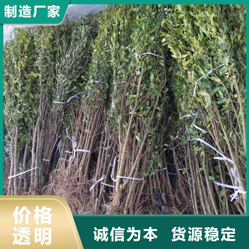 【石榴】梨树苗用心做产品