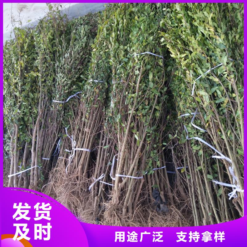 石榴_杏树苗用心制造