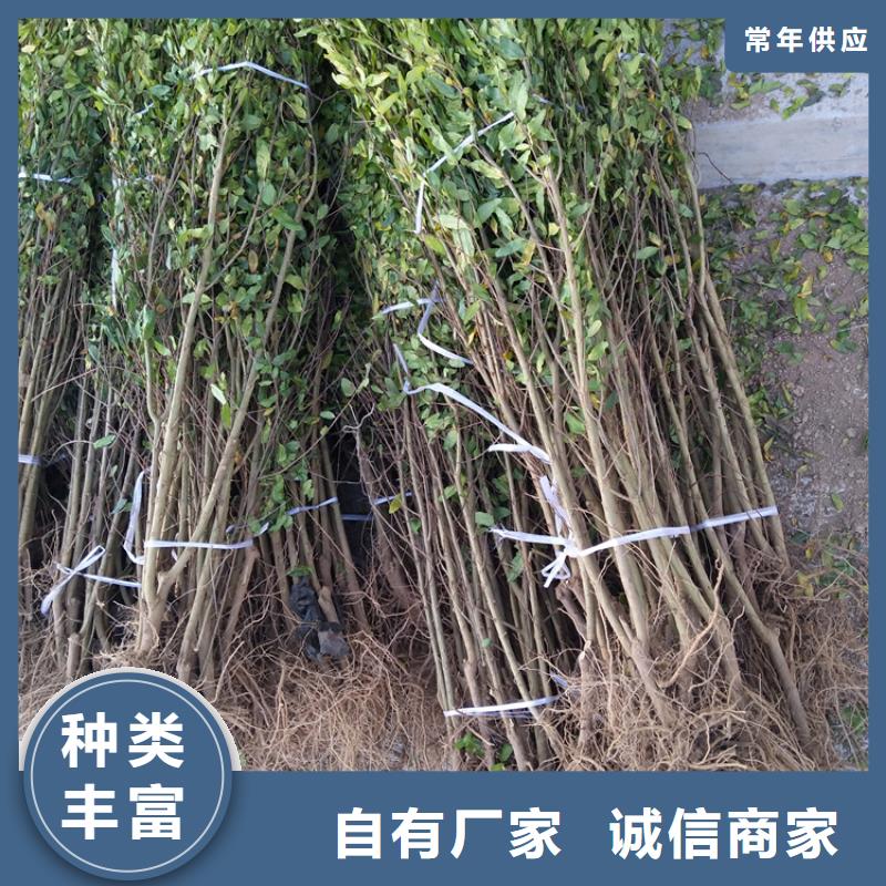 石榴桃树苗细节决定品质