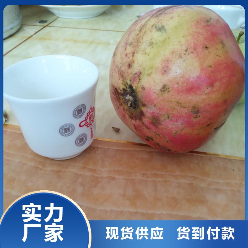 【石榴杏树苗实拍展现】