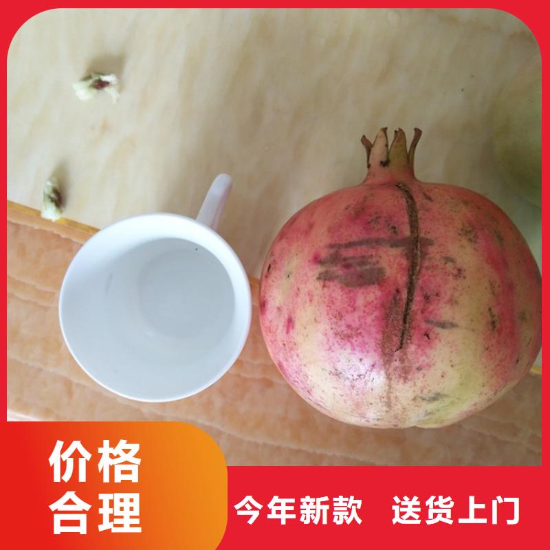【石榴】黄瓜苗高标准高品质