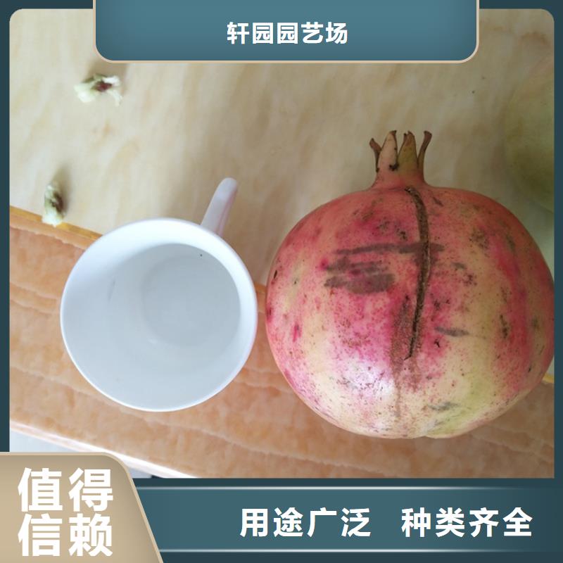 石榴_桃树苗优选好材铸造好品质