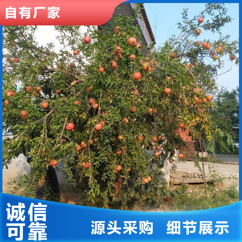 【石榴】梨树苗用心做产品