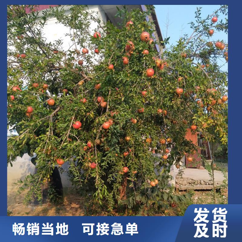石榴石榴树苗价格公道合理
