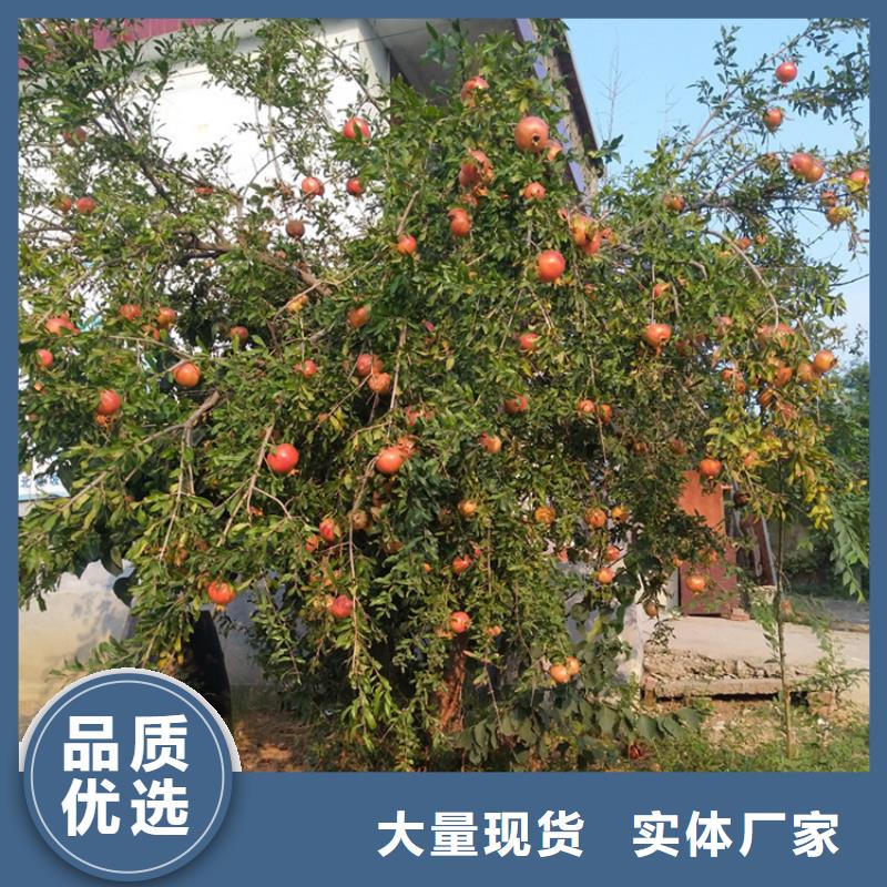 石榴石榴树专业生产N年