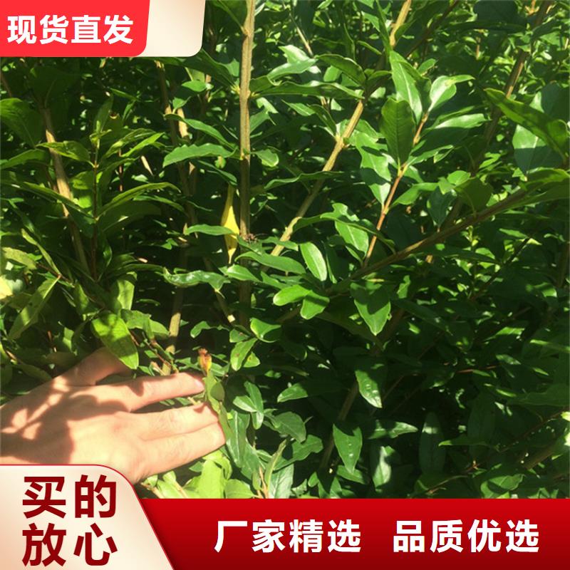 【石榴苹果苗厂家直销规格多样】