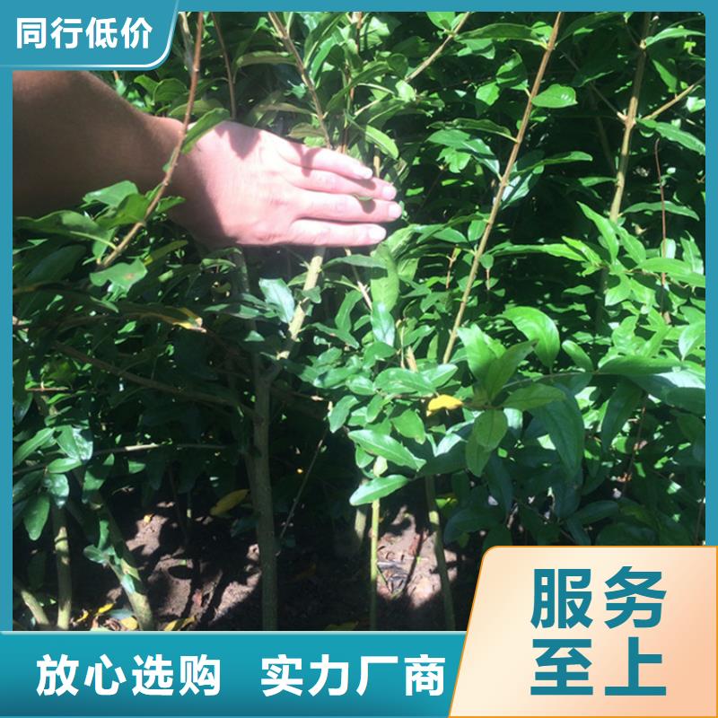石榴_桃树苗优选好材铸造好品质