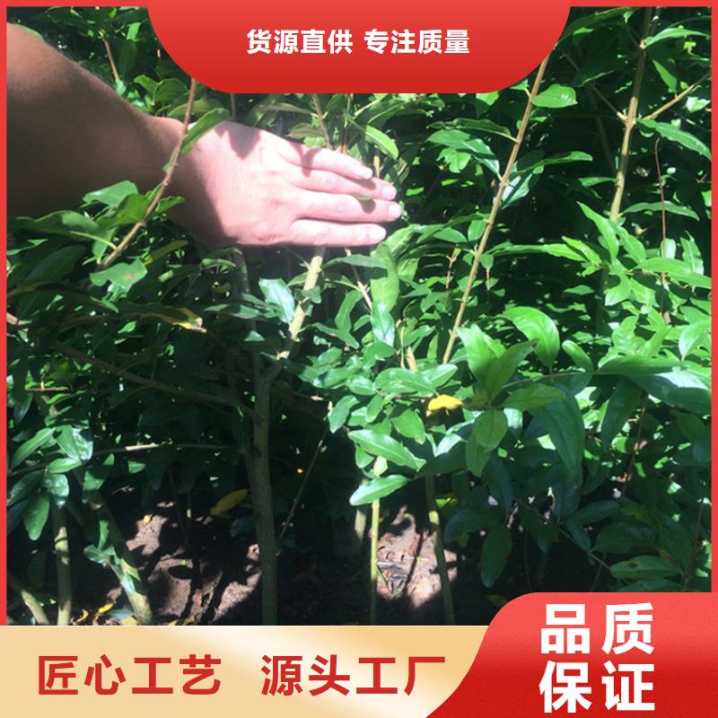 【石榴蓝莓苗量少也做】
