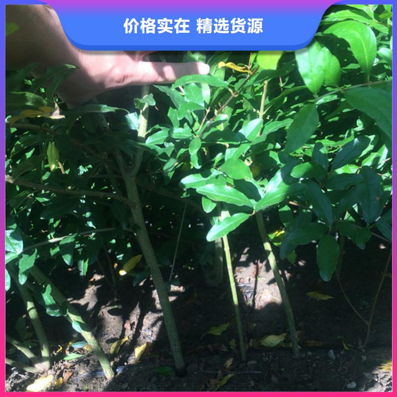 石榴石榴树苗价格公道合理