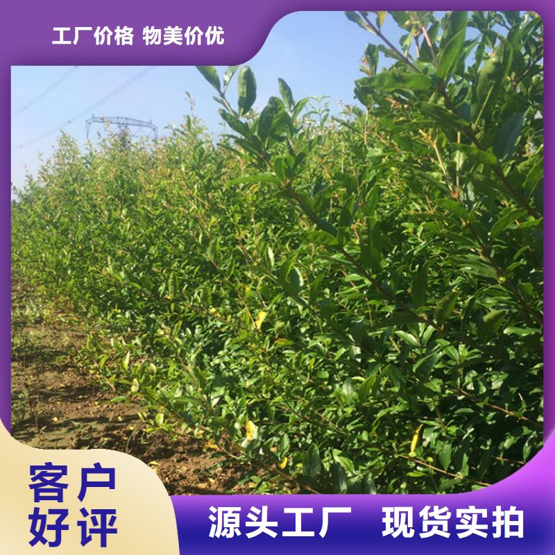 【石榴樱桃苗大厂生产品质】