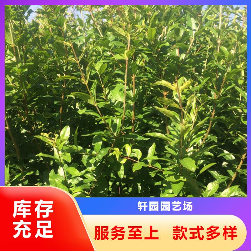 石榴樱桃苗拥有核心技术优势