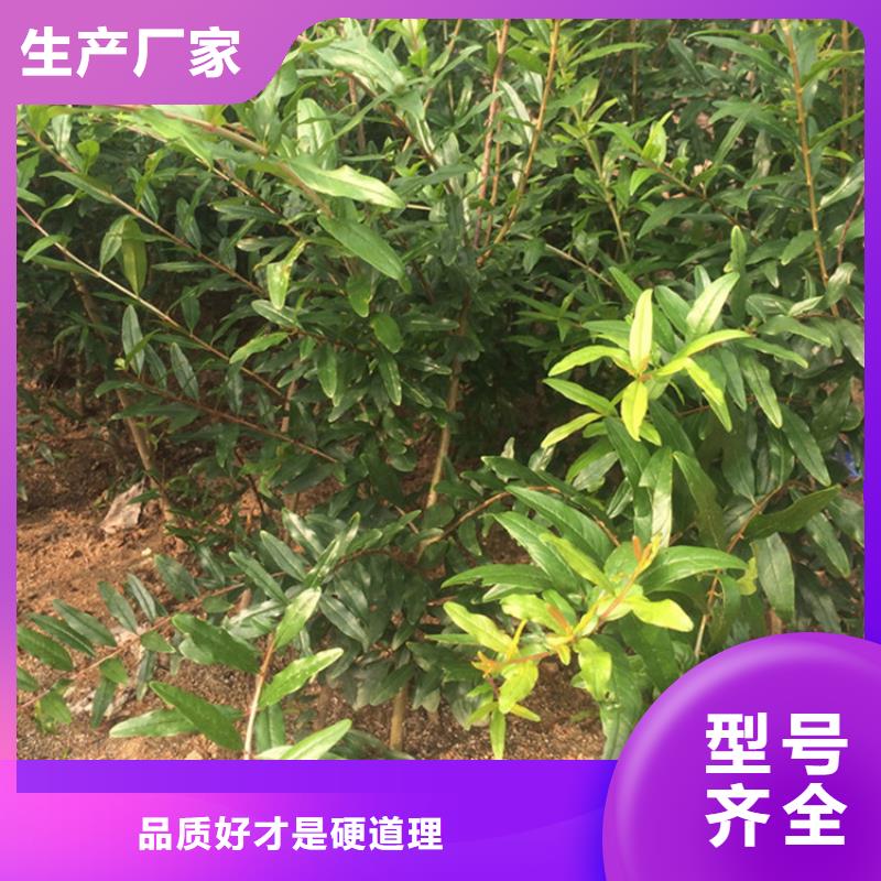 【石榴苹果苗为品质而生产】