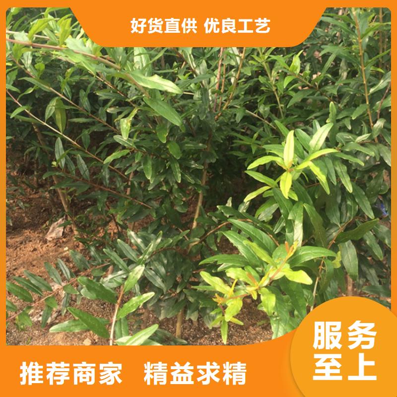 【石榴樱桃苗大厂生产品质】