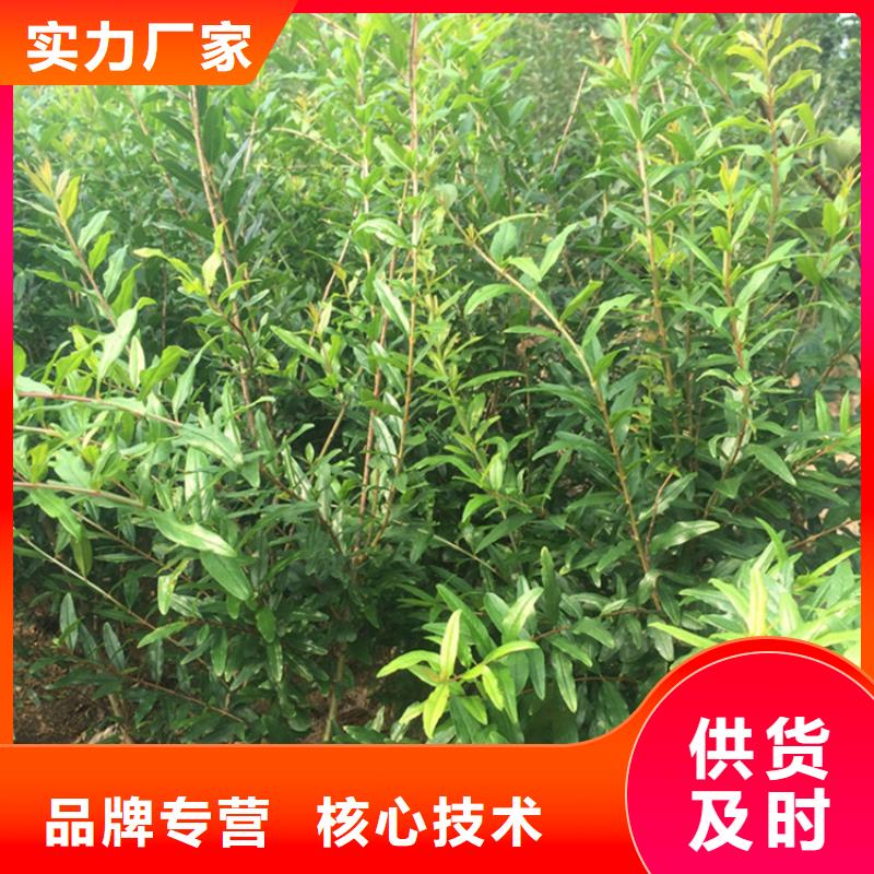 石榴_桃树苗一站式采购