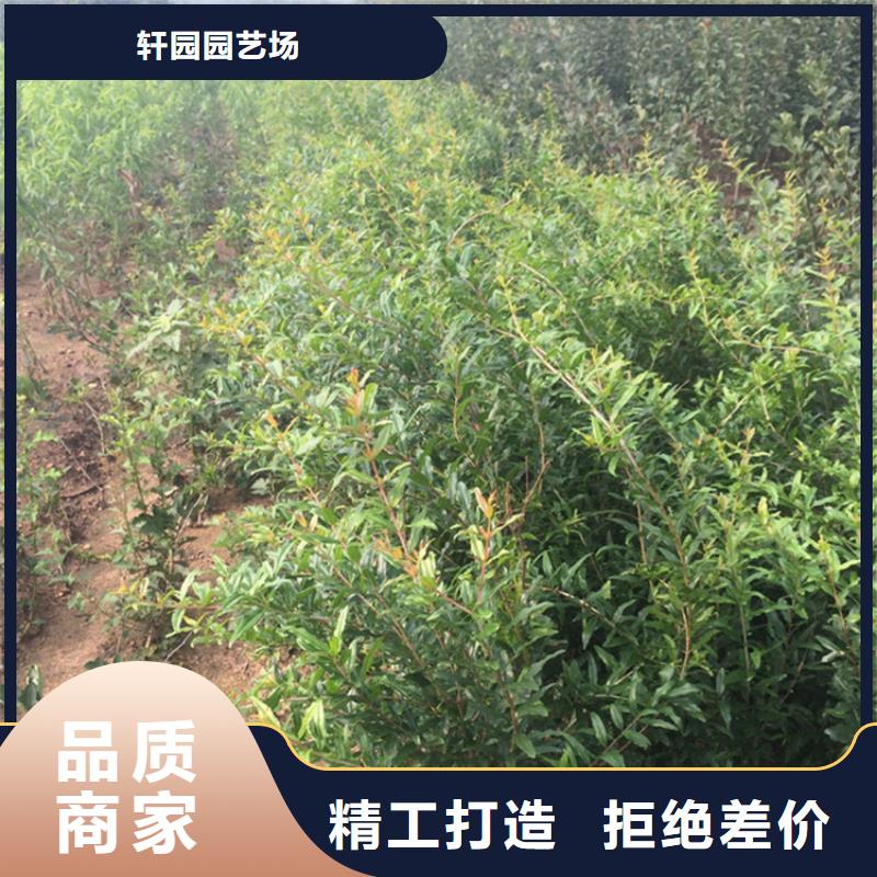 【石榴樱桃苗大厂生产品质】