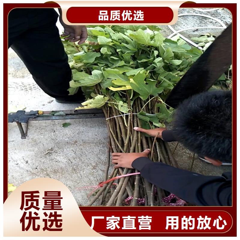 【无花果石榴树来图定制】