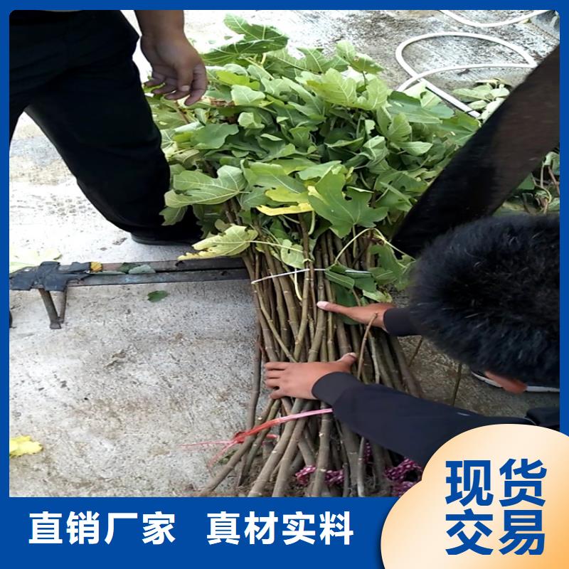 无花果樱桃苗您想要的我们都有