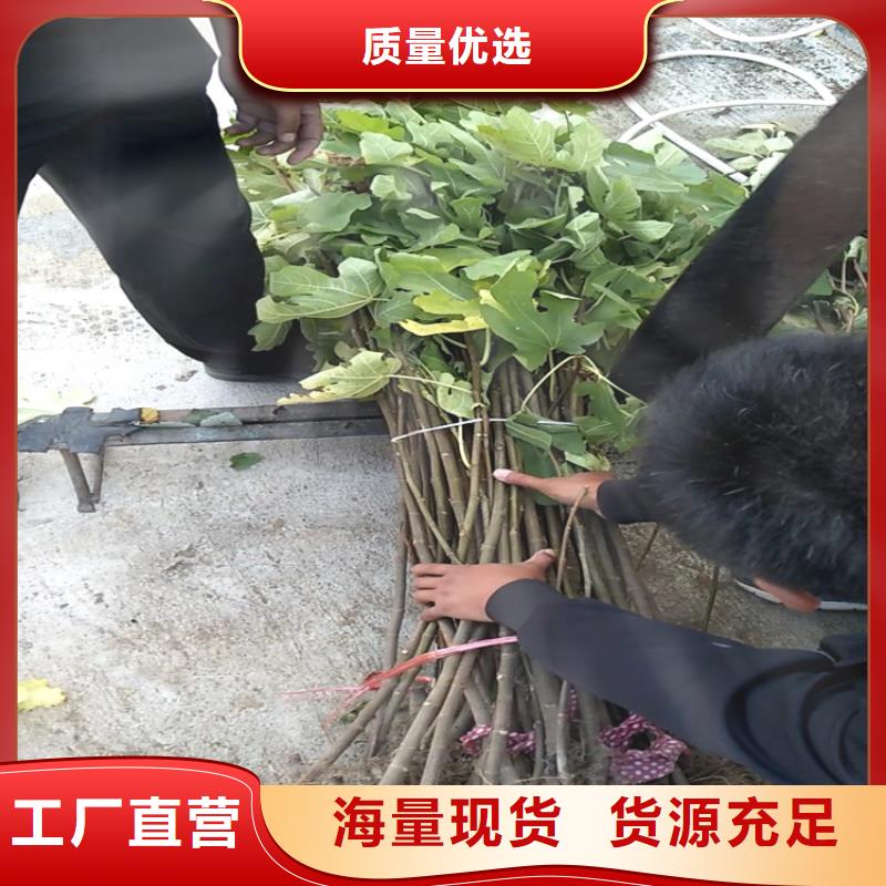 无花果苹果苗高品质诚信厂家