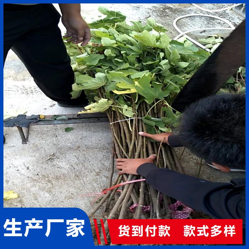 【无花果】_桃树苗用好材做好产品