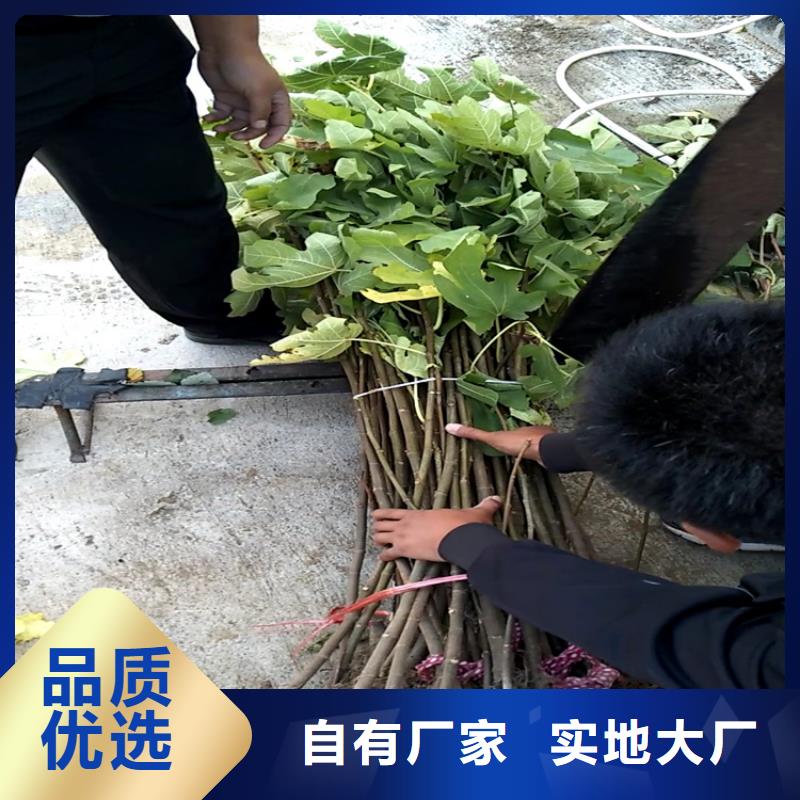 【无花果苹果苗可放心采购】