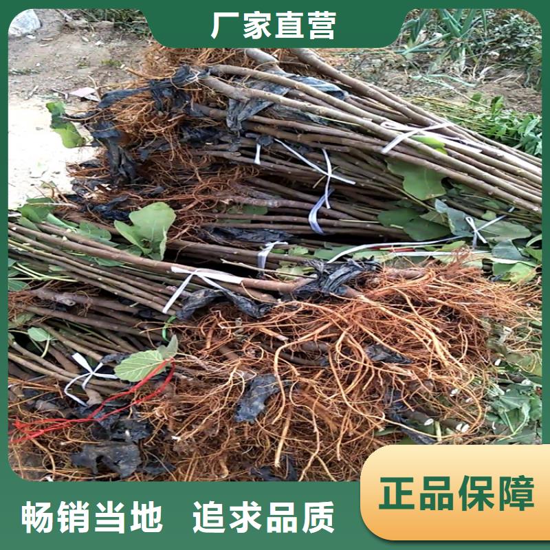 【无花果】北美冬青源头厂家量大价优